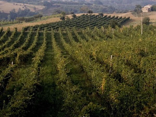 Vino: bene ampliamento sgravi contributivi anche alle aziende del comparto